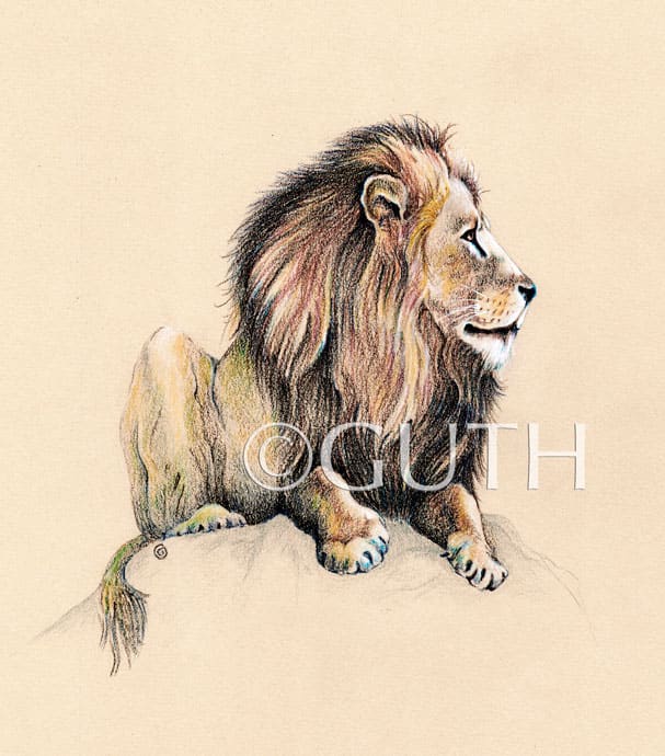 African Lion by Gail Guth 