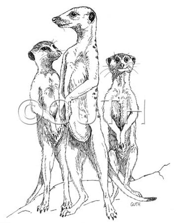 Meerkats by Gail Guth 