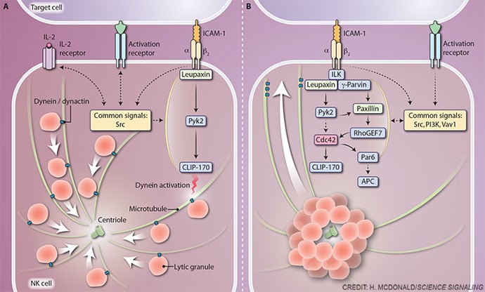 Signaling in natural killer cell cytotoxicity by Heather McDonald 