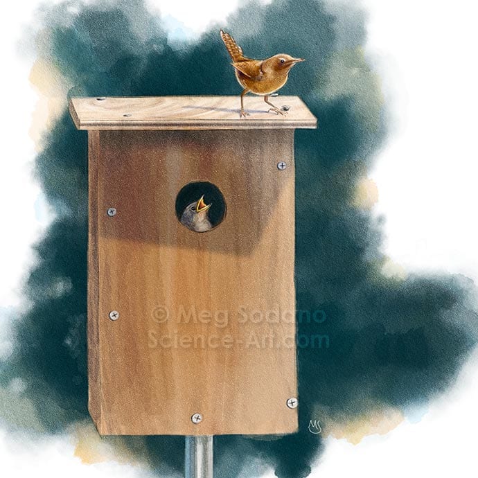 House Wren by Meg Sodano 