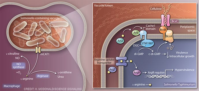 L-arginine and bacterial virulence by Heather McDonald 