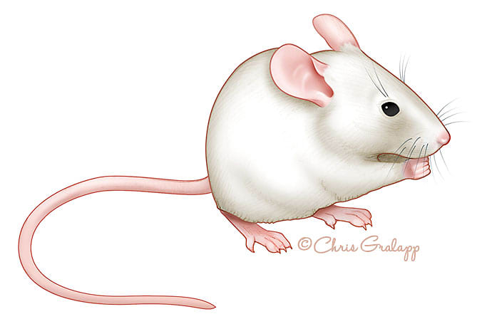 White mouse by Chris Gralapp 