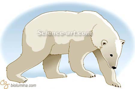 Polar Bear by Chris Gralapp 