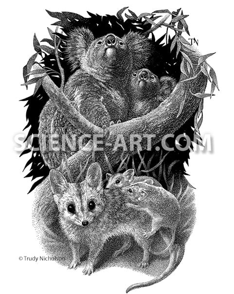 Koala and Dunnart by Trudy Nicholson 