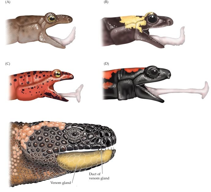 Salamander tongues; vomerolfactory gland by Elizabeth Morales 