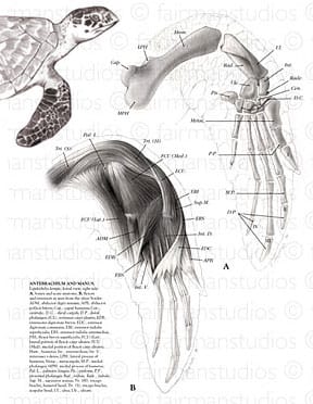 Turtle Flipper Anatomy by Jennifer Fairman, CMI, FAMI 