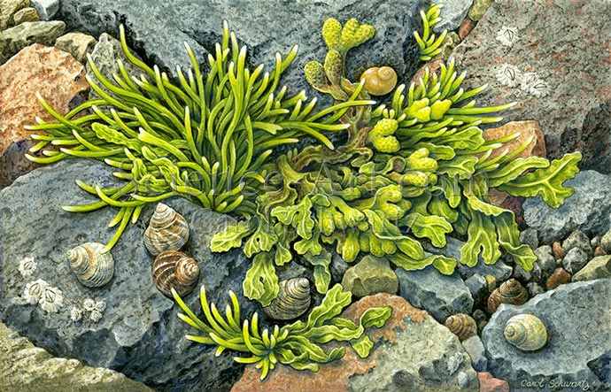 Periwinkles of New England by Carol Schwartz 