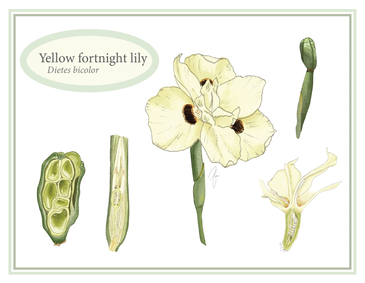 Fortnight lily by Zia Abraham 