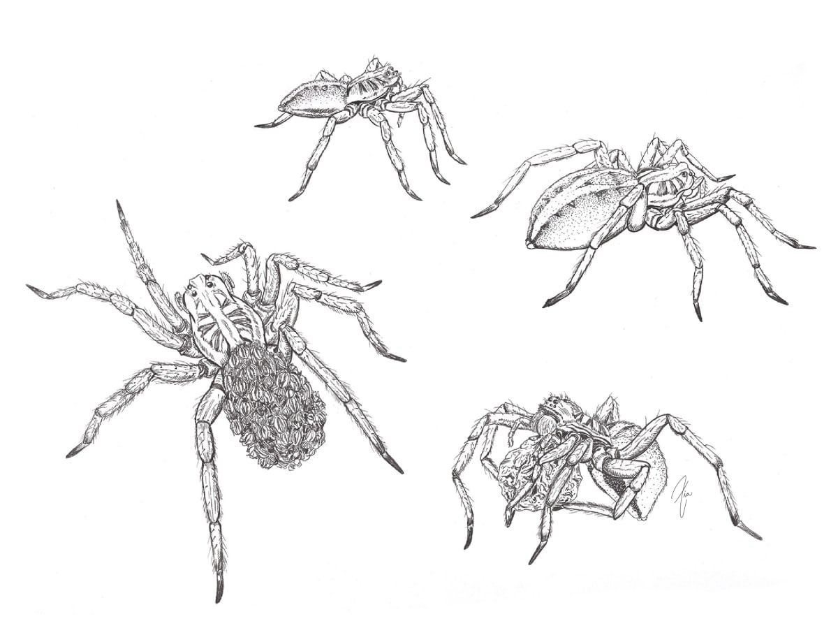 Wolf spider life cycle by Zia Abraham 