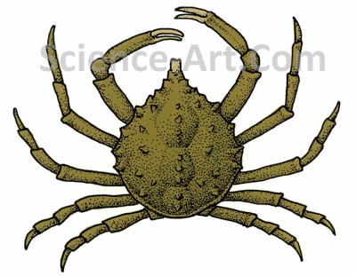 Common Spider Crab by Margaret Garrison 