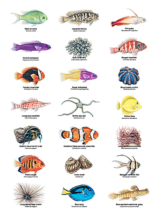 Coral Reef Fish and Invertebrate ID's by Rachel Ivanyi, AFC 