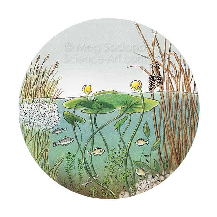 Pond Nursery by Meg Sodano 