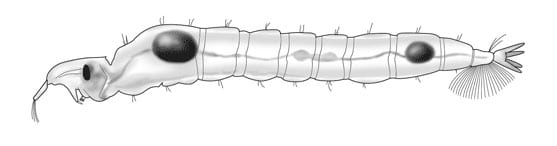 Phantom Midge Larva by Kelly Finan 