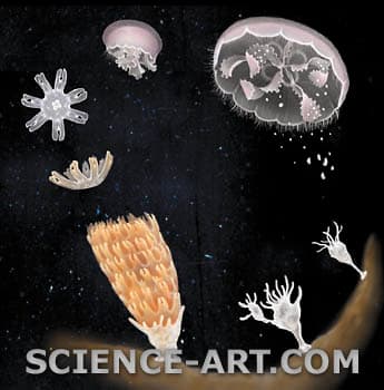 Jellyfish life cycle by Marjorie Leggitt 