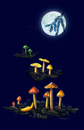 Mushrooms (waxy caps) in the Moonlight by Kelly Finan 