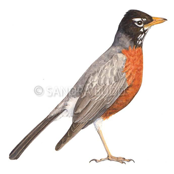 American Robin by Sandra Budd 