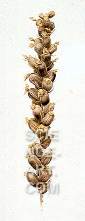 Goodyera pubescens capsules by Richard Rauh 