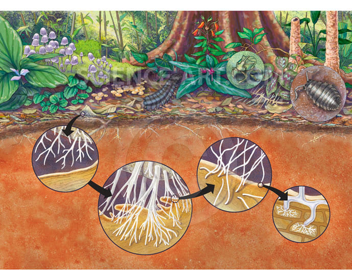 Rainforest Floor Life illustration by Marjorie Leggitt 