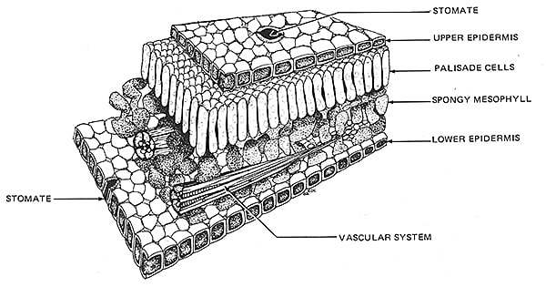 Cross Section of leaf by Stephen DiCerbo 