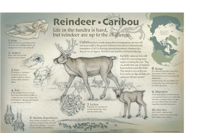 The Reindeer-Caribou by Elizabeth Morales 