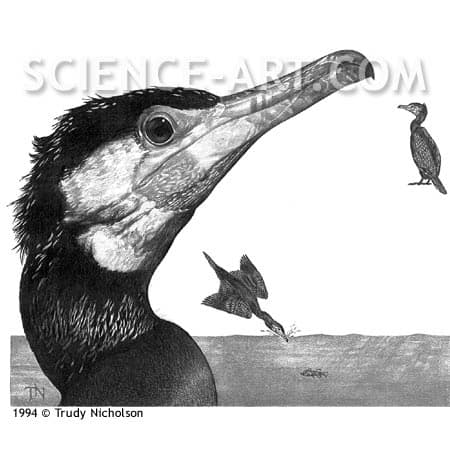 Common Cormorant (Phalacrocorax carbo) by Trudy Nicholson 