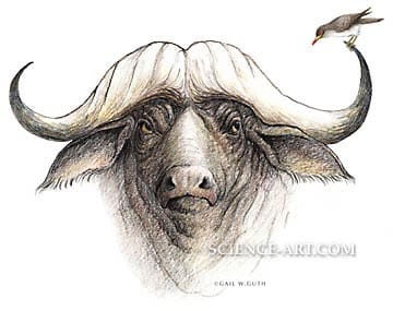 Cape Buffalo and Oxpecker by Gail Guth 