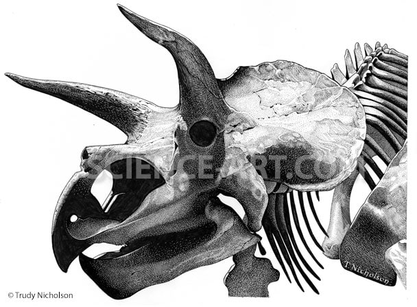 Triceratops Skull by Trudy Nicholson 