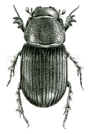 Dung Beetle - Aphodius dentigerulus by Marjorie Leggitt 