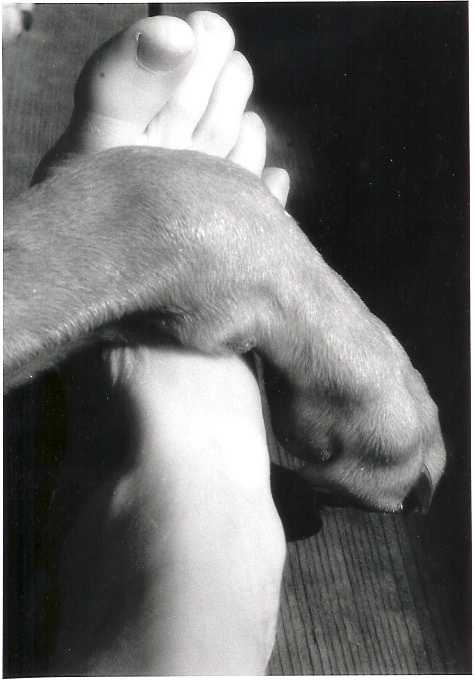 Foot and Paw by Susan Detroy 