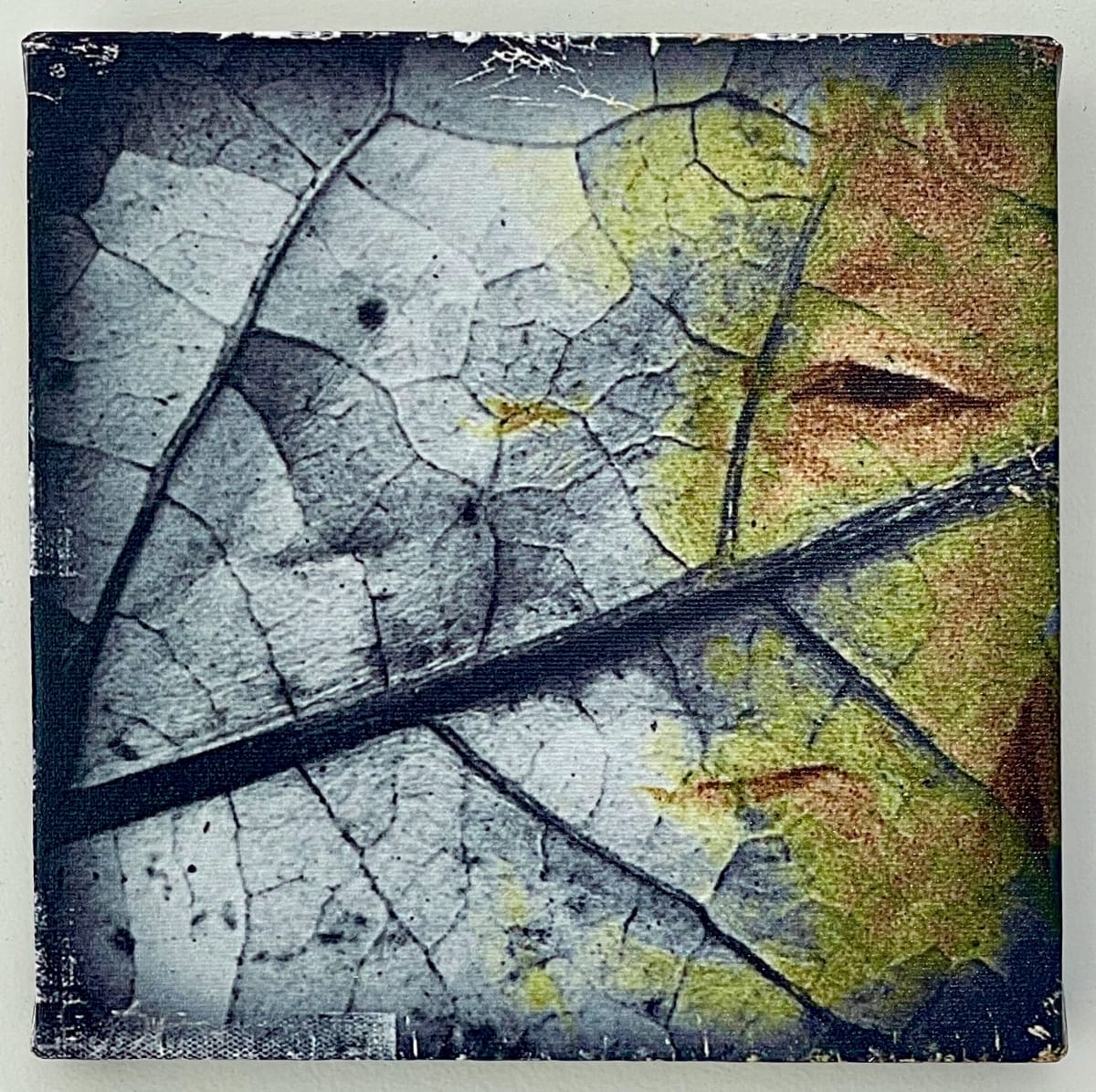 Leaf Life by Susan Detroy  Image: “Leaf Life” is one creation in an expansive project that emerged from my personal journey in aging.  In addition to exhibiting themes in the larger "Portrait of a Woman" project, "Leaf Life" shows a surrealism and fascinating image that is simultaneously plant and human. 
"Leaf Life" is available as a small and large canvas pieces as well as a sculptural assemblage and "Evolutions" mixed canvas creation. 
The project began in 2016 and continues with artworks currently . “Portrait of a Woman” is a n extensive project encompassing artworks in multiple media.  The origin of the project grew from my personal journey in aging. Pieces incorporate my face with natural elements. 
After six years now the pieces in this collection include canvas, metal and paper prints as well as a few small experimentations. 