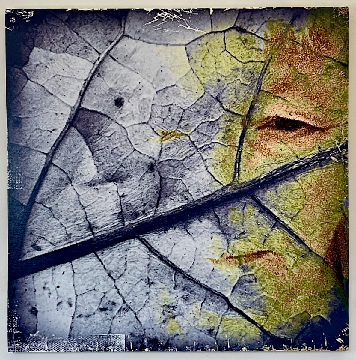 Leaf Life by Susan Detroy  Image: “Leaf Life ” is one creation in my expansive project that emerged from my personal journey in aging. This very large digital to canvas artwork is also in the group of images using leaves as an expression of aging through the metaphor leaves. In addition to sharing the themes in the larger "Portrait of a Woman" project, "Leaving" is an expression of life's transition.
 “Portrait of a Woman” began in 2016 as I continue creating pieces. 
As the largest undertaking in my art career it is an extensive venture encompassing artworks in multiple media.  The origin of the project grew from my personal journey in aging, using my own face. Pieces incorporate my face with natural elements. After six years now the pieces in this collection include canvas, metal and paper prints as well as a few small experimentations. 