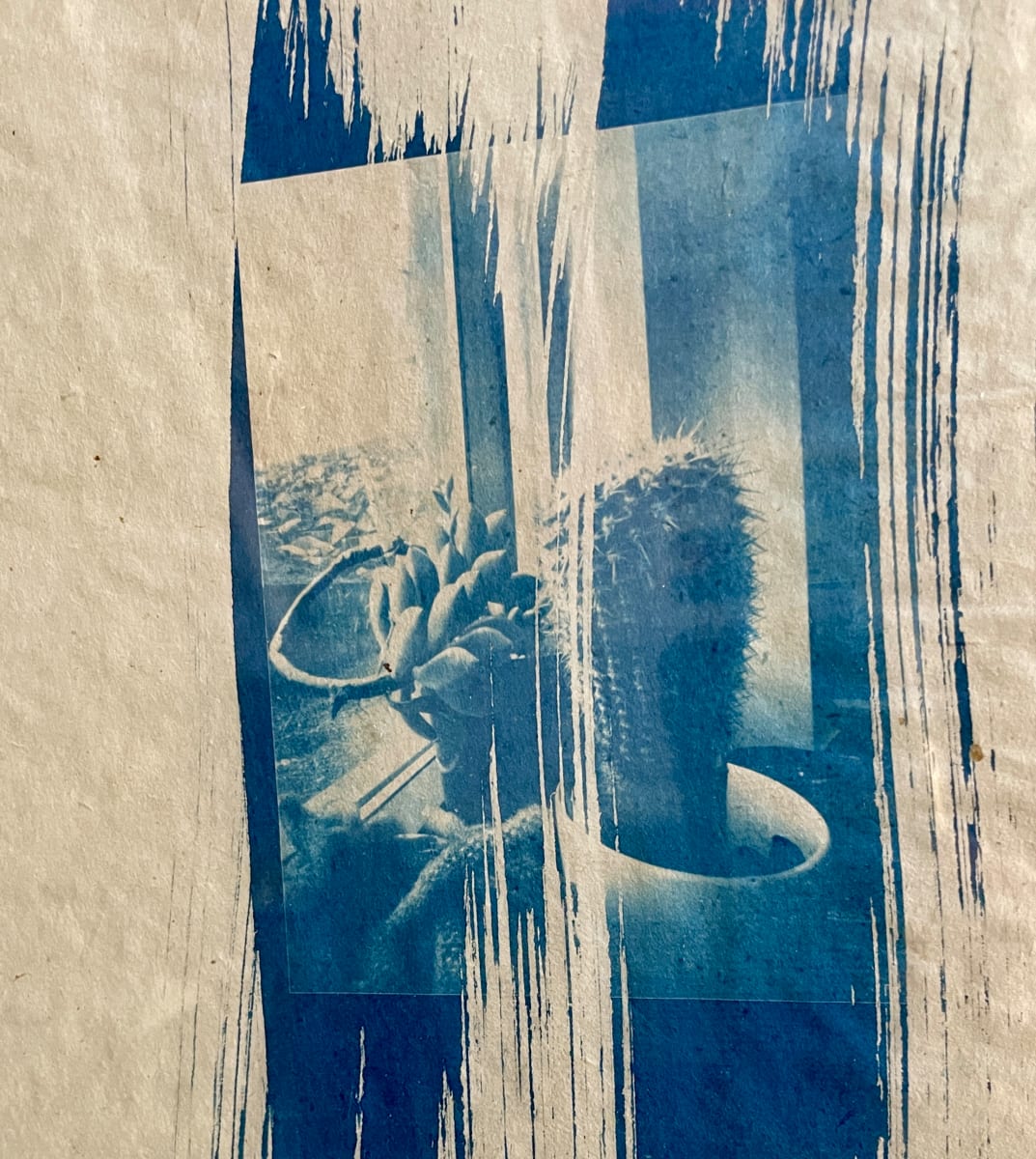 Window Cactus  #2 Framed by Susan Detroy  Image: The three cactus seem to be having a meeting in the window. The blue cyanotype give the piece a quiet beauty. Available with or without frame 
The pinhole camera produces a soft close up cactus image sweep through by painted light sensitive emulsion.  This is printed on rice paper using cyanotype historic photographic process. Offered as a print and can be framed. Using historic Cyanotype printing these Cactus Window pieces are in the collection “Worship of Precious-Cactus.” Produced with a hand made pinhole camera the lens effect adds a fun and unique perspective. Created during my employment as a photographic support staff in a science bio optics lab housed in a basement I appreciated the sunken windows at the back of the lab, using them to produce art..
The hand produced art is inspired by Cactus in their diversity of form. Artworks in the collection are a mix of transfers prints, watercolor, pen and pencil, including historic photographic techniques of VanDyke Brown and Cyanotype. Each artwork is one of a kind, worshipping the wonder of plants in our earthly existence.