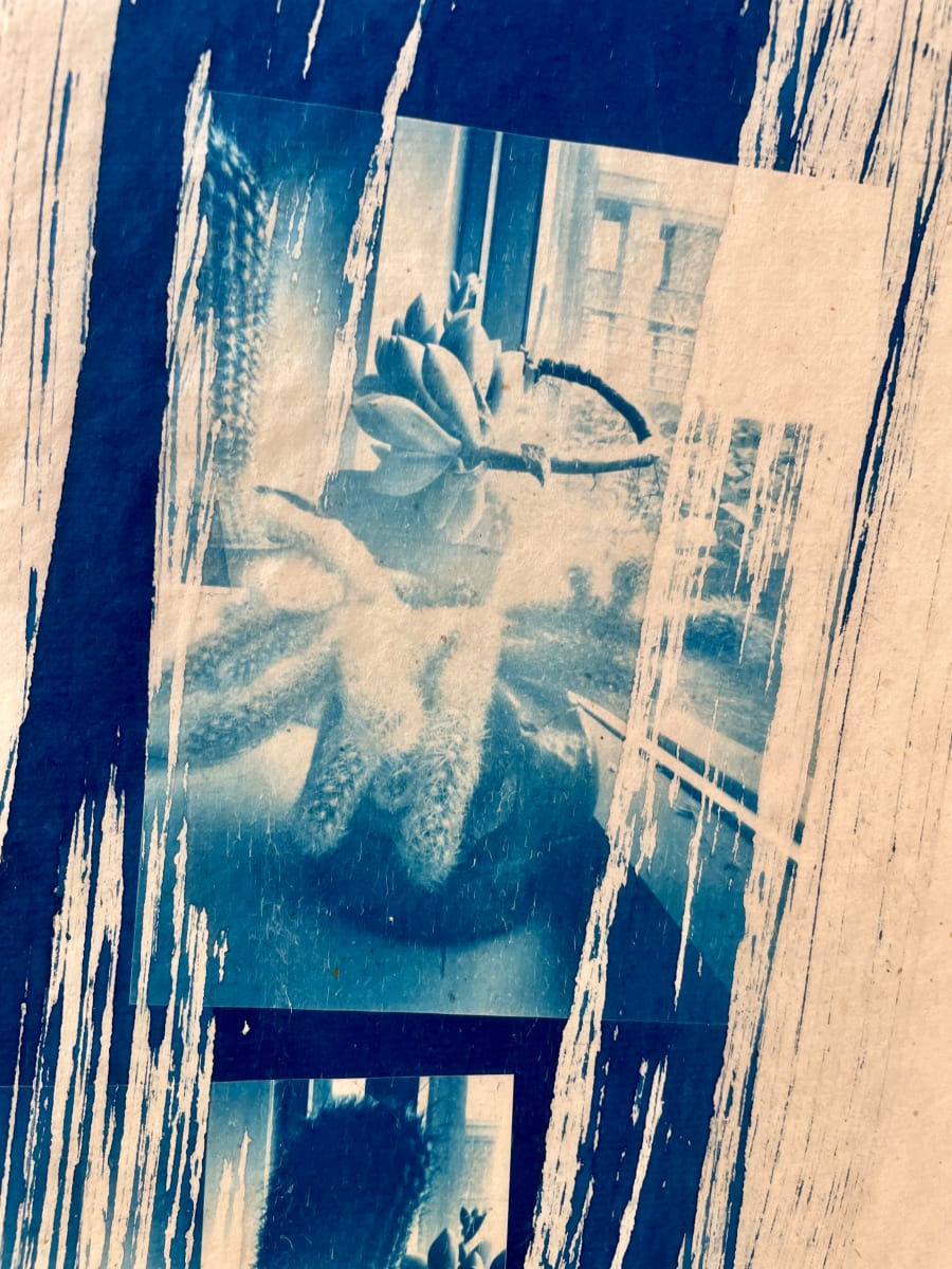 Window Cactus #1 by Susan Detroy  Image: The pinhole camera produces a soft close up cactus image sweep through by painted light sensitive emulsion.  This is printed on rice paper using cyanotype historic photographic process. Offered as a print and can be framed. 