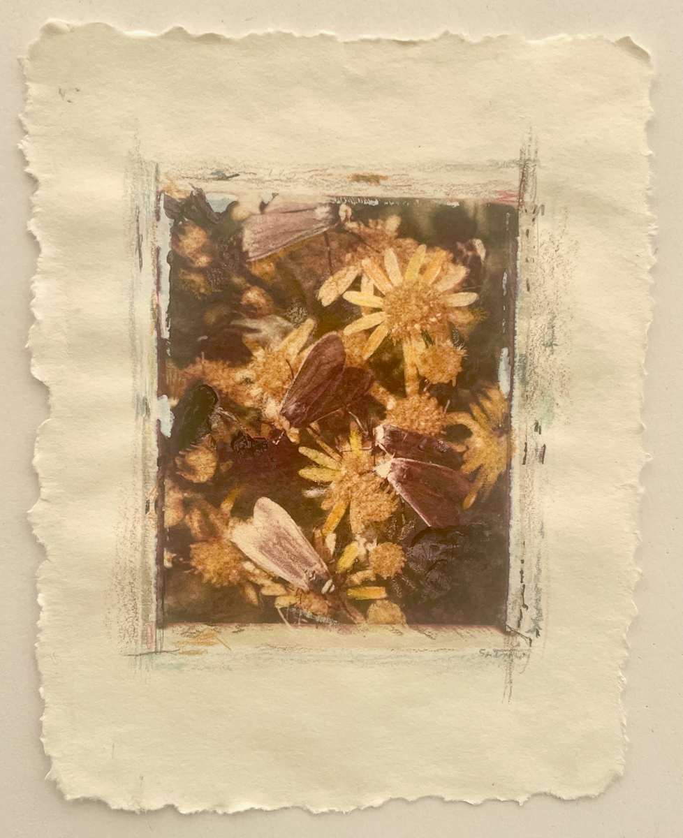 Moths Converge by Susan Detroy 
