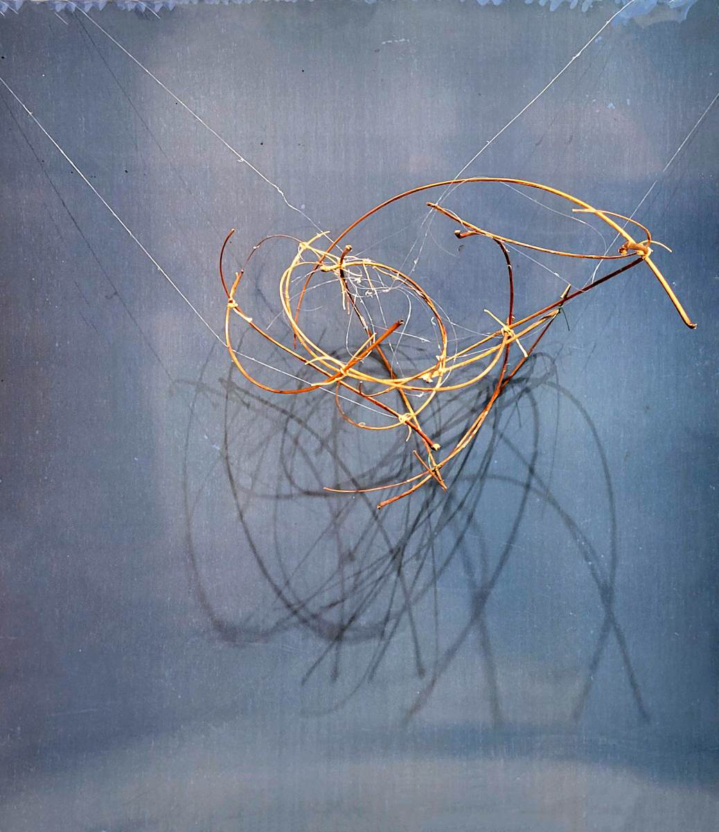 Branches suspended by SP  Scotti Estes, Image 1.