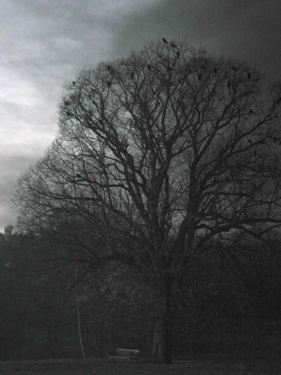 Night on the Heath by SP Estes    (aka Scotti Susan)  Image: Digital photograph on metal