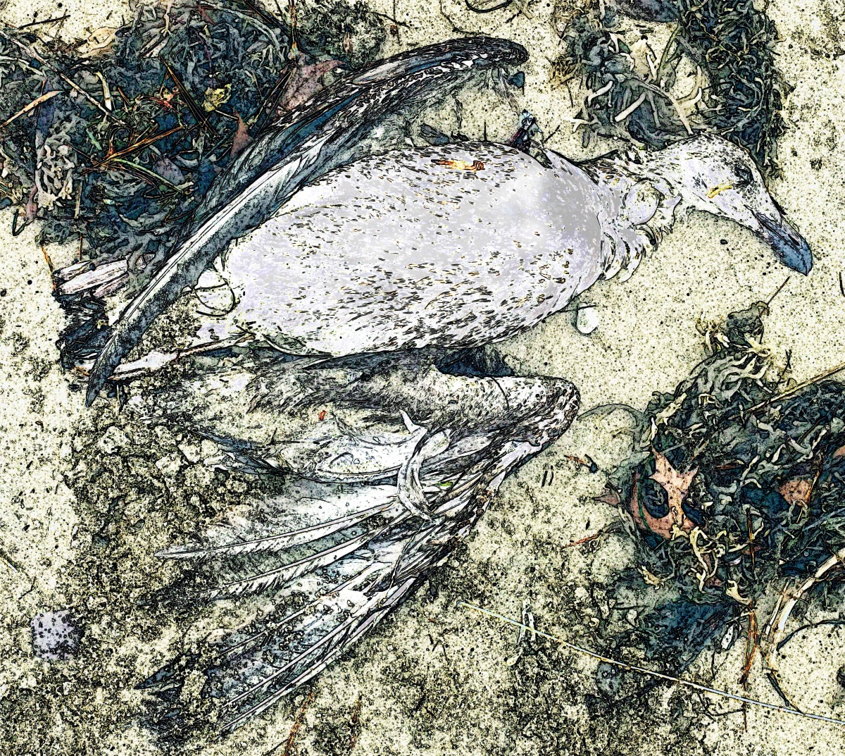 Flight Disrupted by SP Estes    (aka Scotti Susan)  Image: flight in sand; gull found on beach walk; composition printed on metal