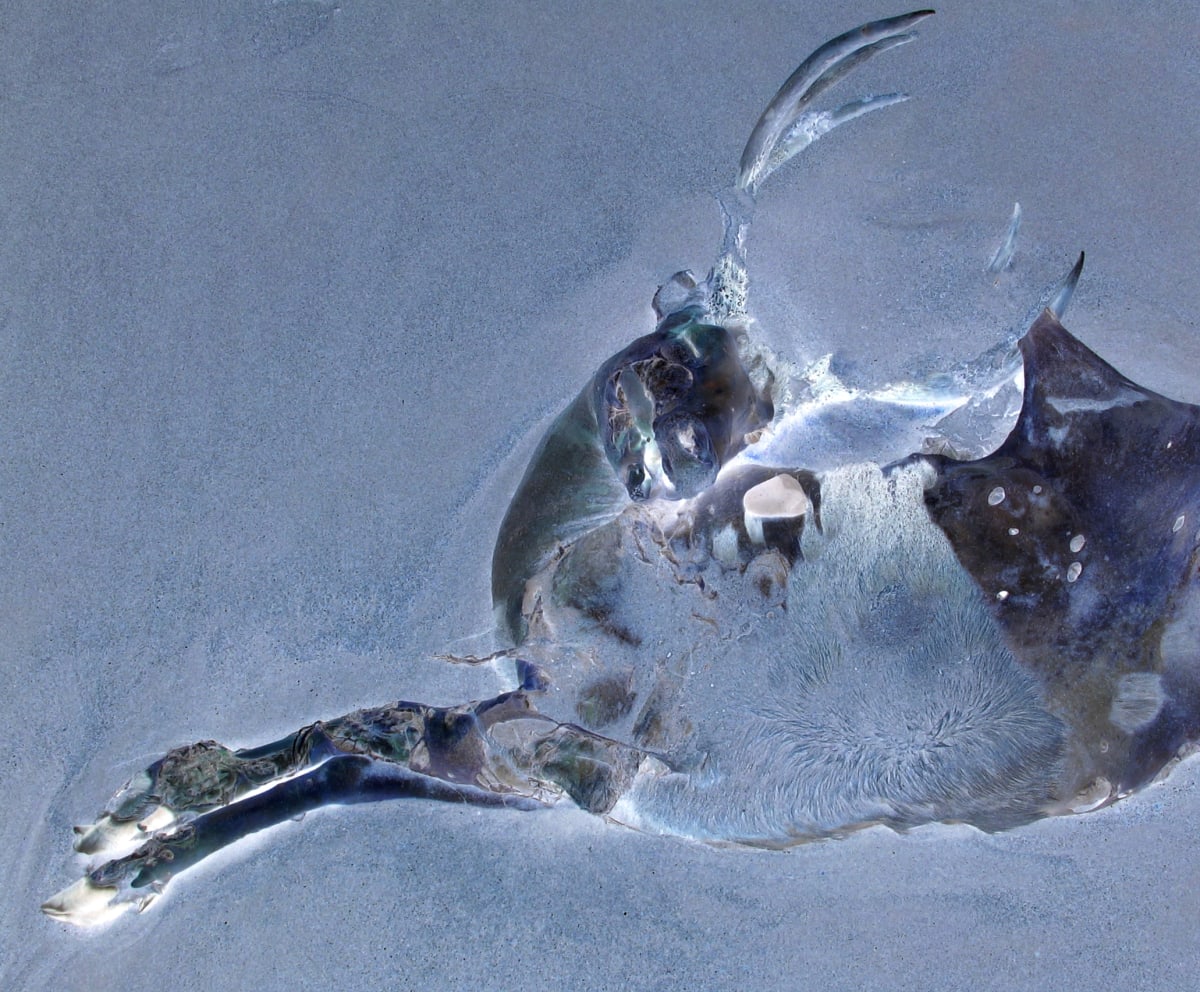 Leap Trapped in Sand by SP Estes  Image: Deer shot and washed ashore, found on beach walk, digital composition