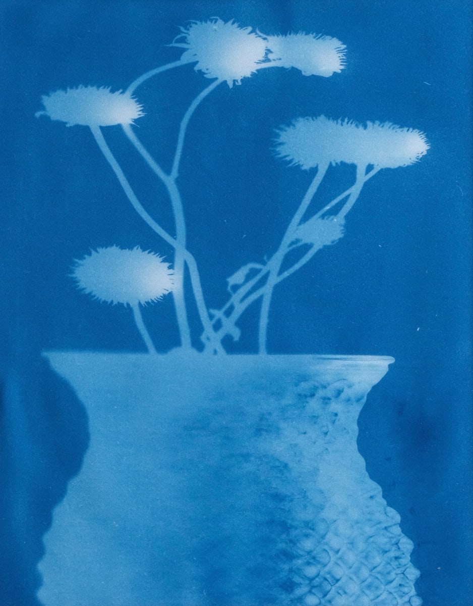 Dead Sunflowers by Amanda Porter 