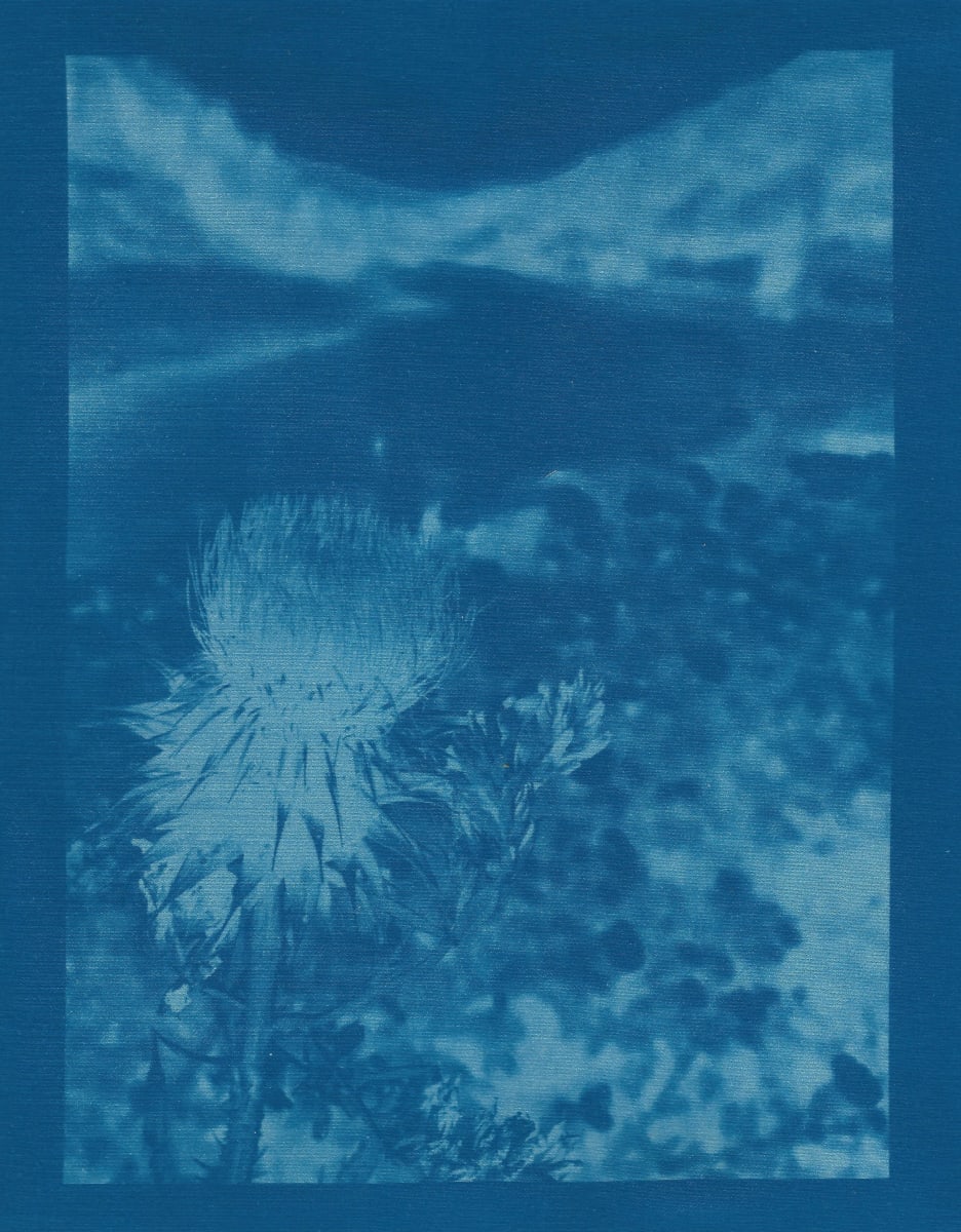 Thistle Glow by Amanda Porter 