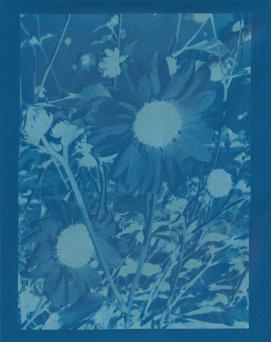 Blue Sunflower by Amanda Porter 