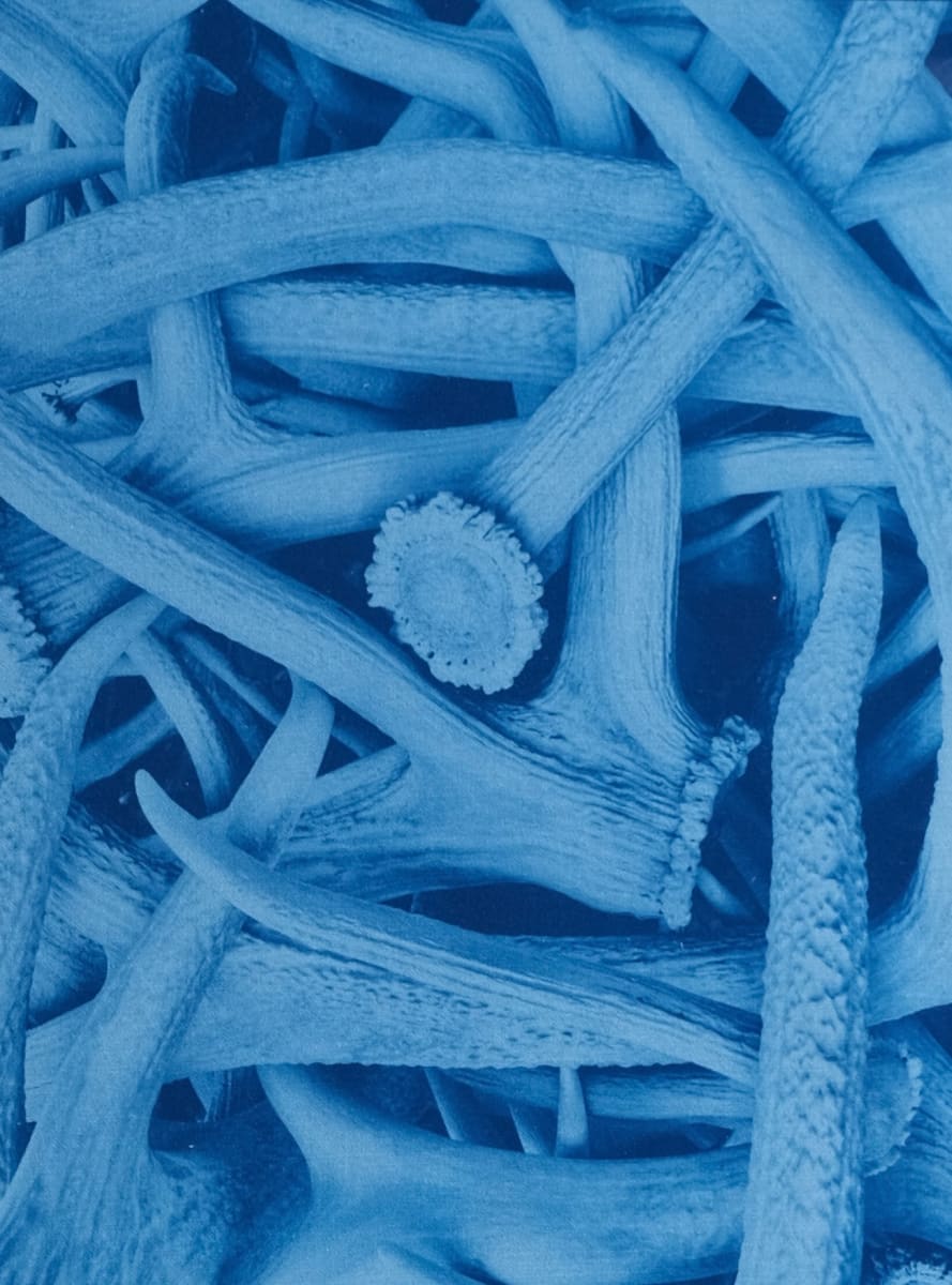 Jackson by Amanda Porter 