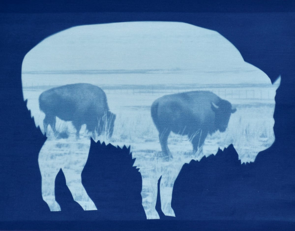 Double Bison by Amanda Porter 