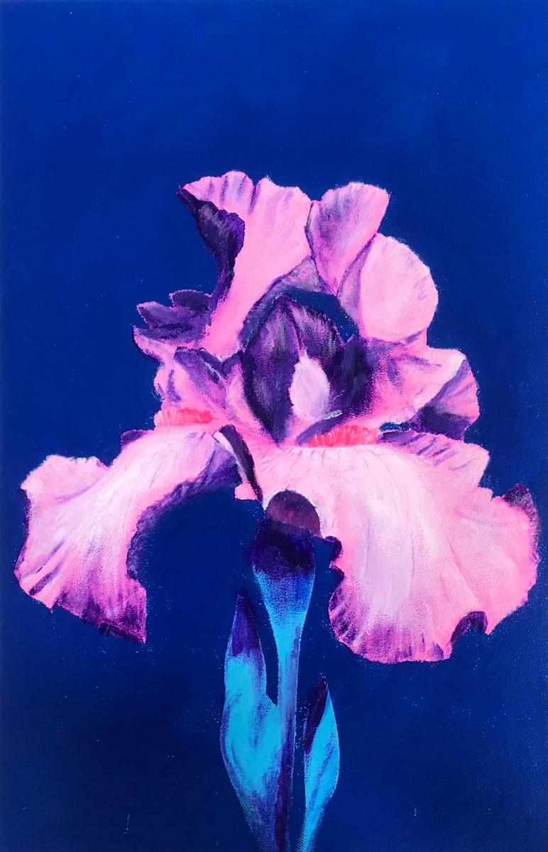 Pink Iris by CLARK W FOBES 