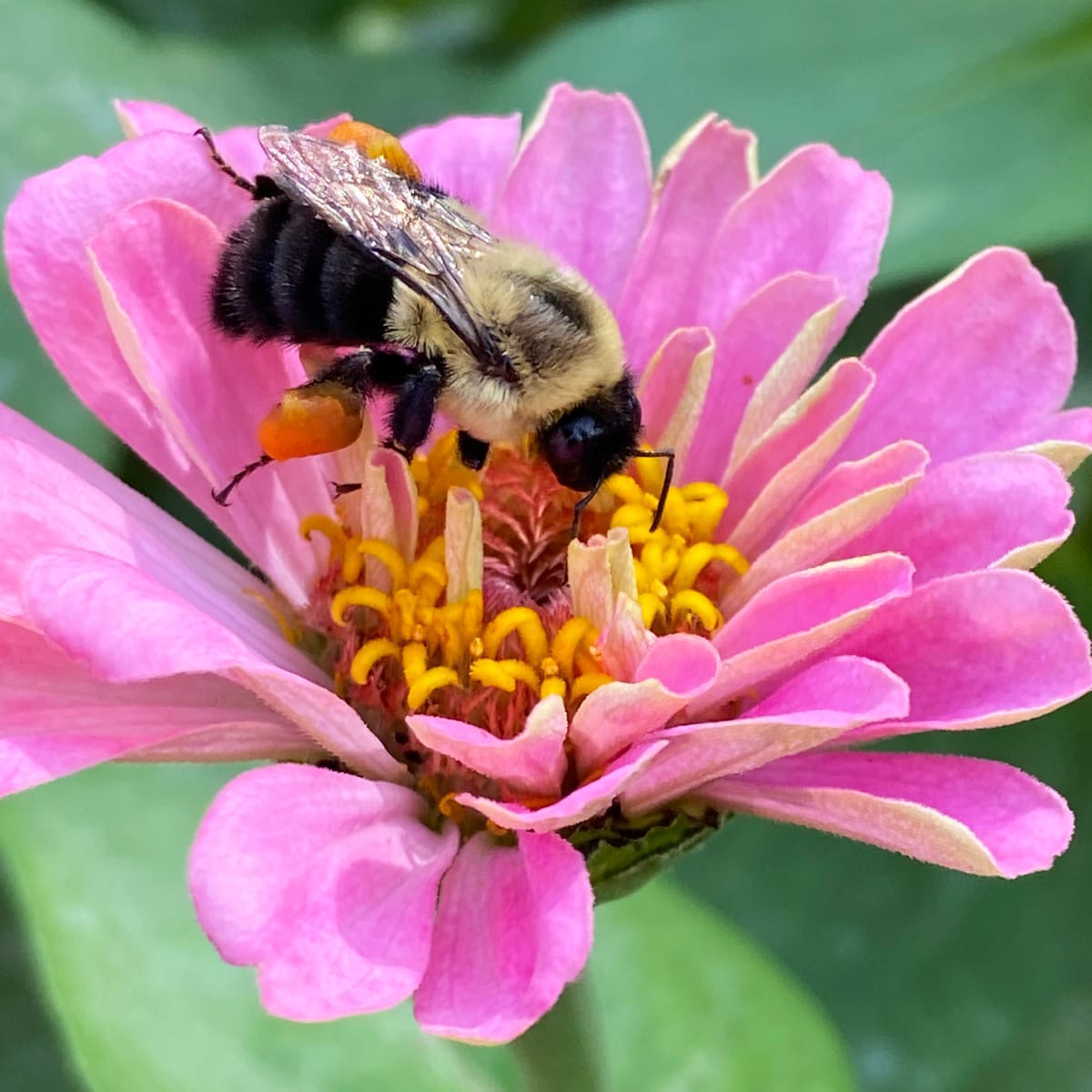 Bumblebee + Zinnia by Rose Drew 