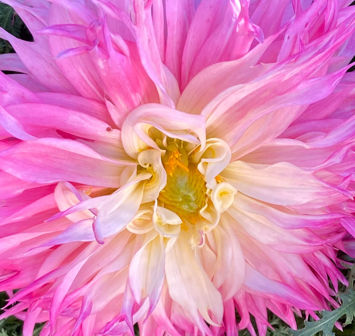 Dahlia Drama by Rose Drew 