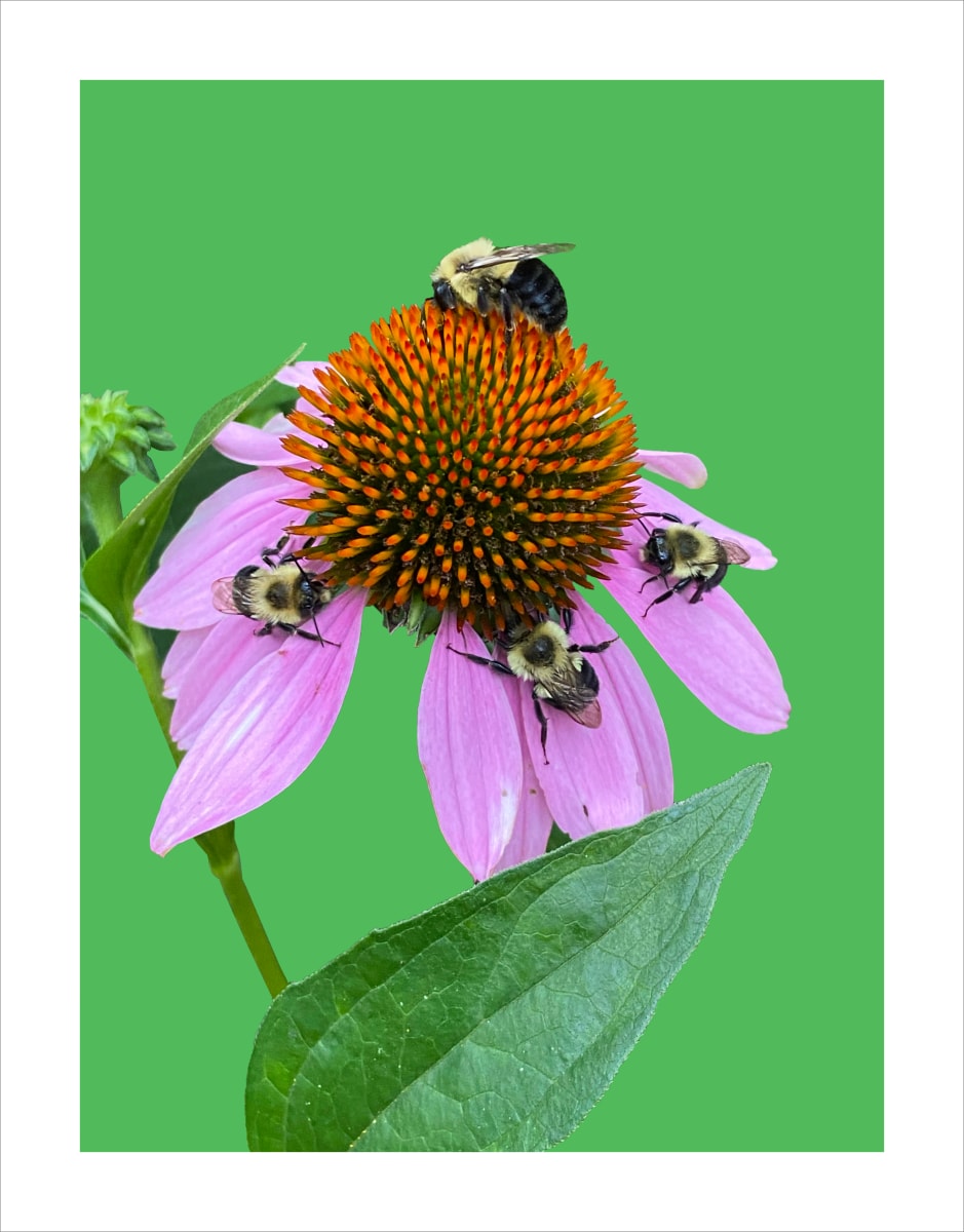 Grow More Echinacea by Rose Drew  Image: Four bumblebees gathered on one echinacea flower at my local park, Columbus Square