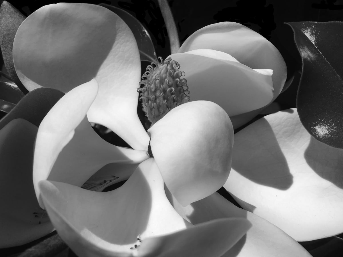 Magnolia by Rose Drew 