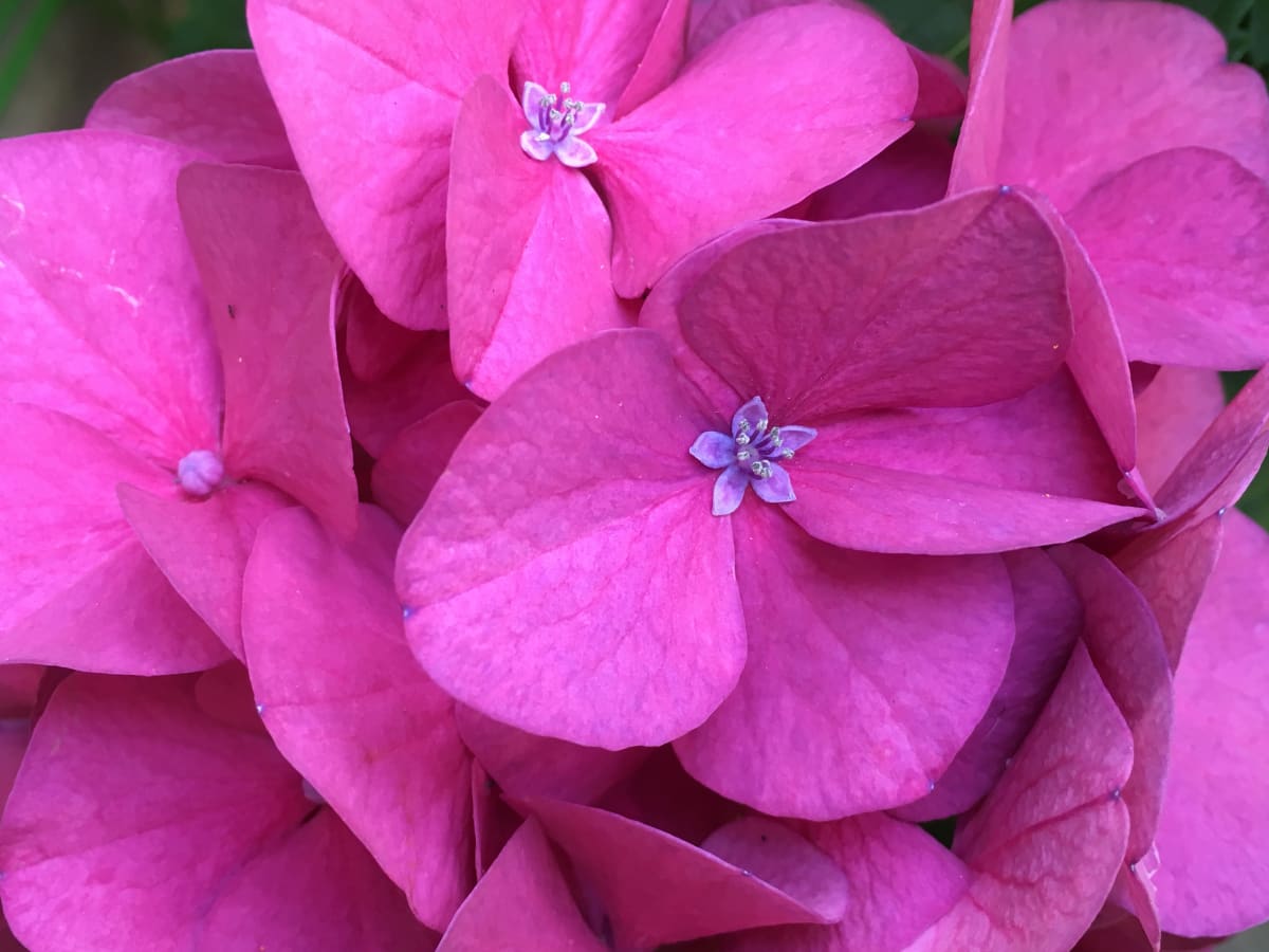 Pink Hydrangea from Garden by Rose Drew 