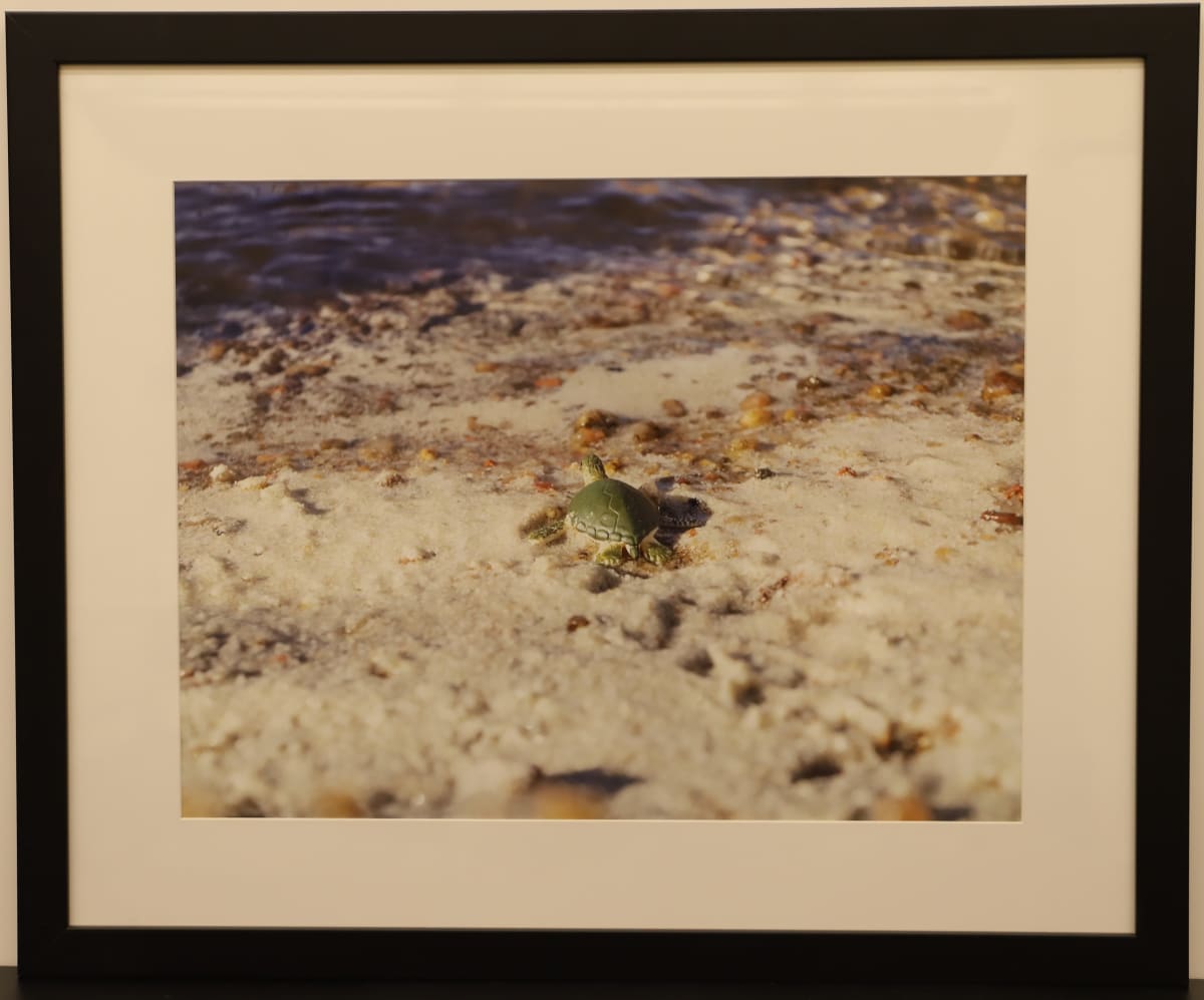 Sea Turtle by Samantha Pavelsek-Simmons  Image: "Sea Turtle," photograph by Samantha Pavelsek-Simmons, 2015